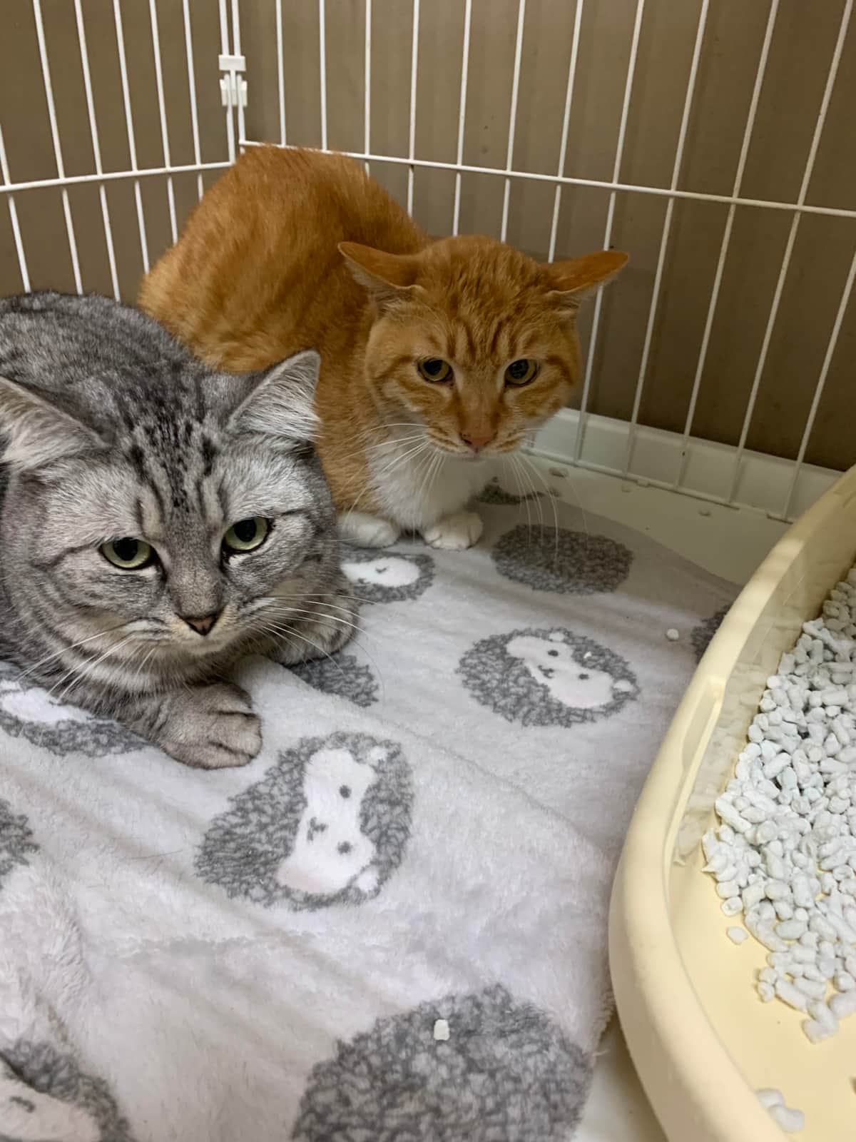 被災地のペット一時預かり、ボランティア団体も尽力　発災から1か月、保護された猫の現状は