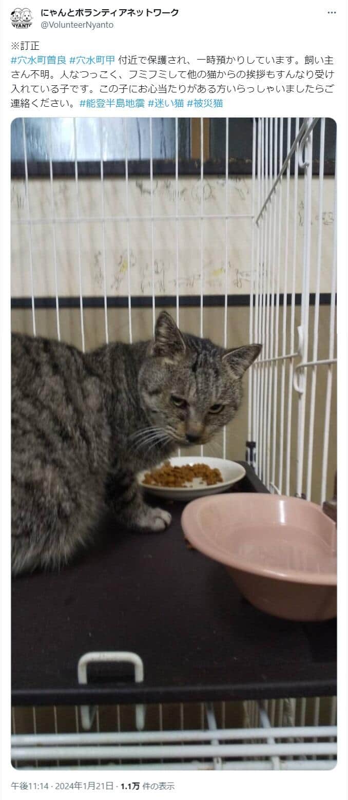 被災地で保護した迷い猫　にゃんとボランティアネットワーク公式X（@VolunteerNyanto）より