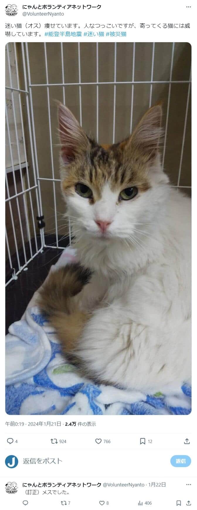被災地で保護した迷い猫　にゃんとボランティアネットワーク公式X（@VolunteerNyanto）より