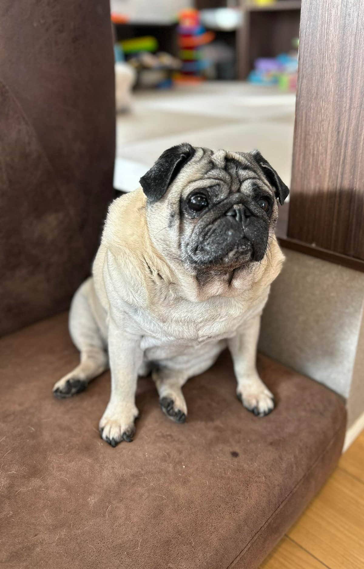 もち丸くん（画像提供：もちまるのアトリエ(＠motimarukun)さん）