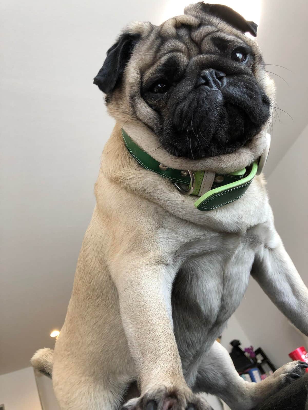 普段はこんな感じ（画像提供：もちまるのアトリエ(＠motimarukun)さん）