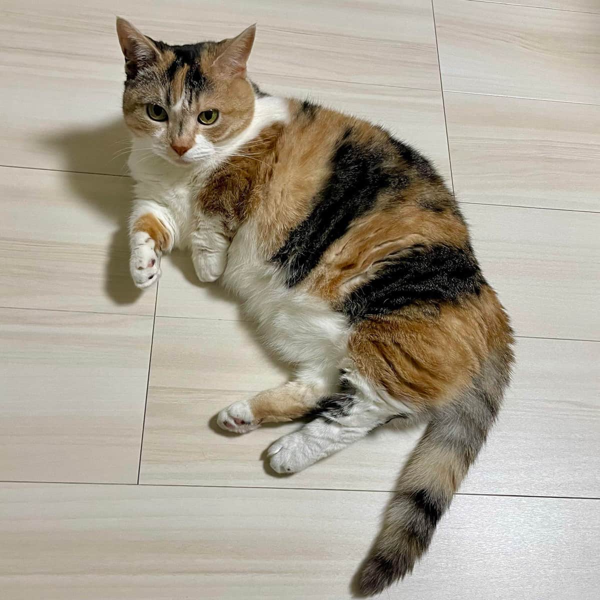 チューと言えばニャー(＠AminoCyu)さんのXより