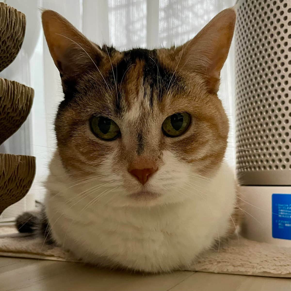 チューと言えばニャー(＠AminoCyu)さんのXより