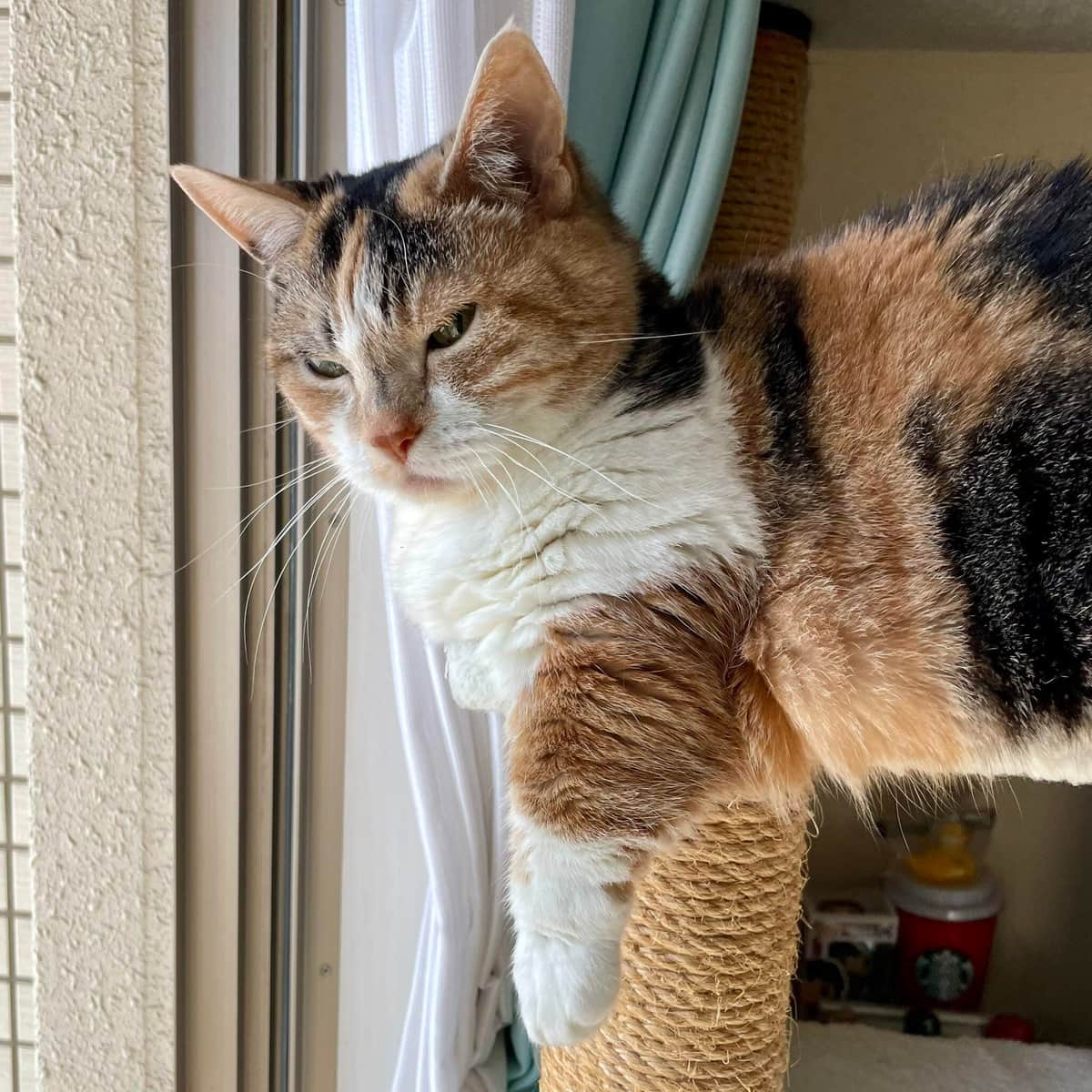 チューと言えばニャー(＠AminoCyu)さんのXより