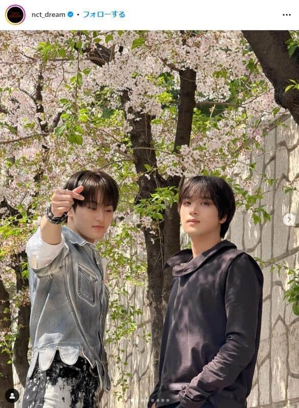 人気韓国アイドルが桜ゆさぶる...公式動画に「炎上」懸念の日本ファン　「自然に落ちていくから綺麗なのに」