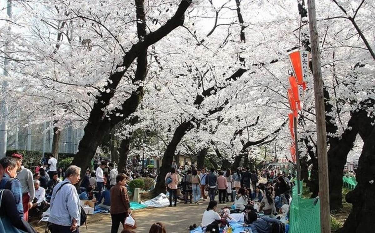 上野公園は花見客が殺到（2015年撮影）
