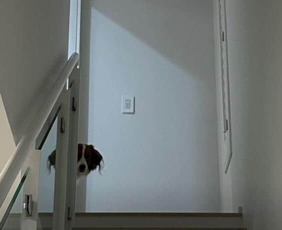 大谷選手のインスタグラムより