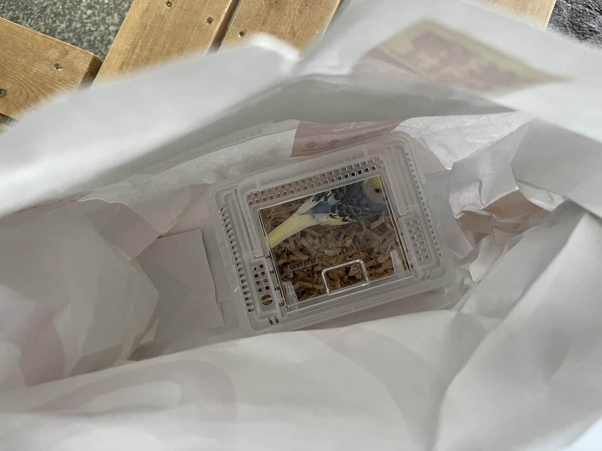 紙袋に入れられたインコ（写真は、NPO法人ことりのおうち（＠aqua87871980）提供）