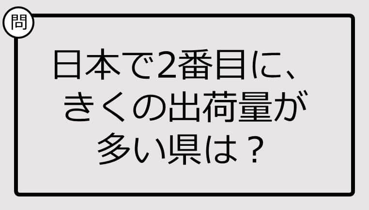 知ってる？日本で2番目に、きくの出荷量が多い県は...【雑学クイズ】