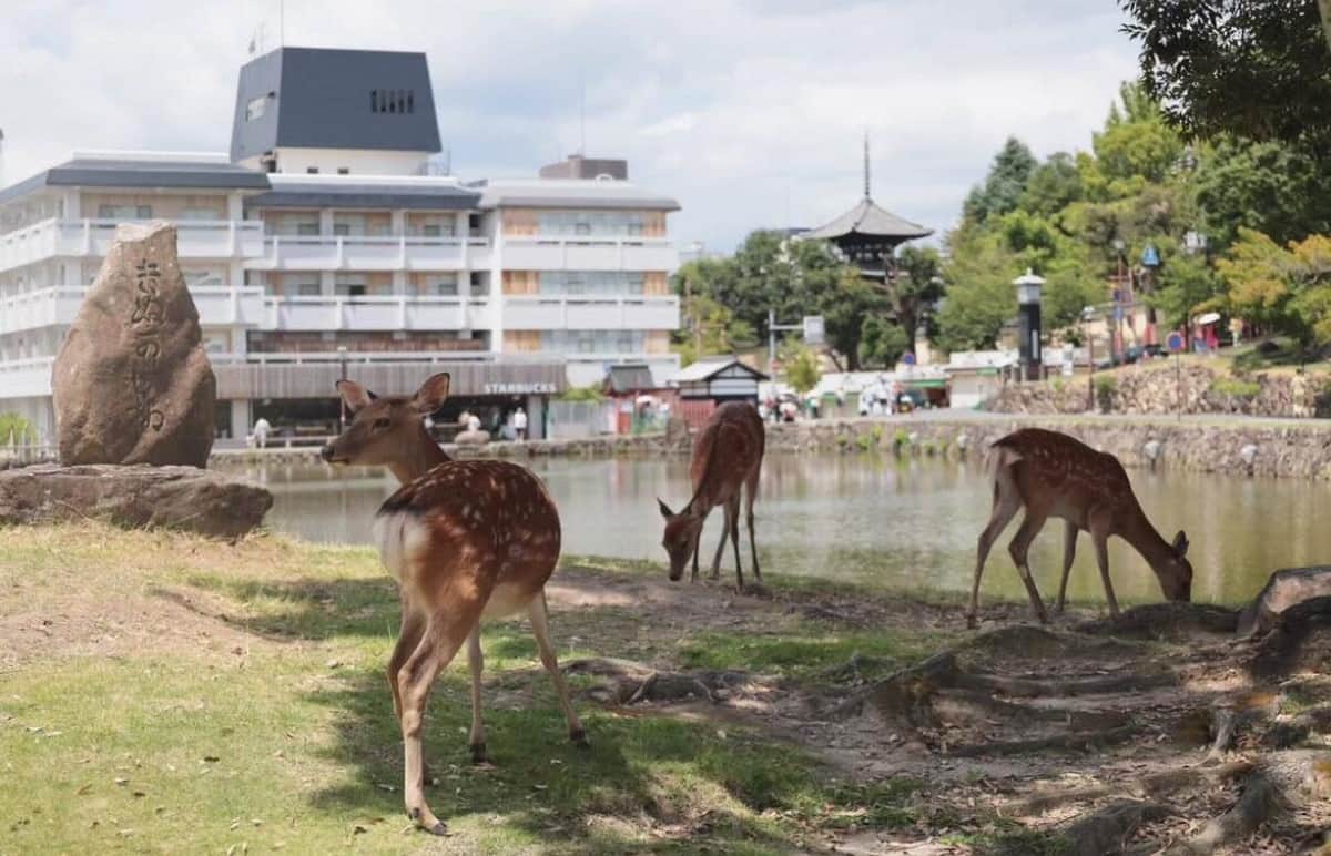 奈良県「K-POPイベント」費用2億7000万円を10分の1に　県民からは巨額の支出に反対の声も