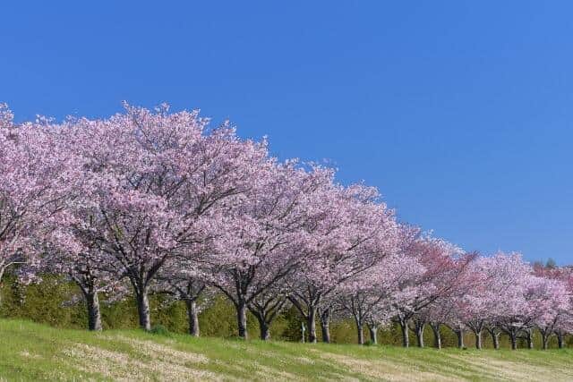 「べらぼう」時代より前から始まった花見　桜の下で飲めや歌えの大宴会は時代遅れか