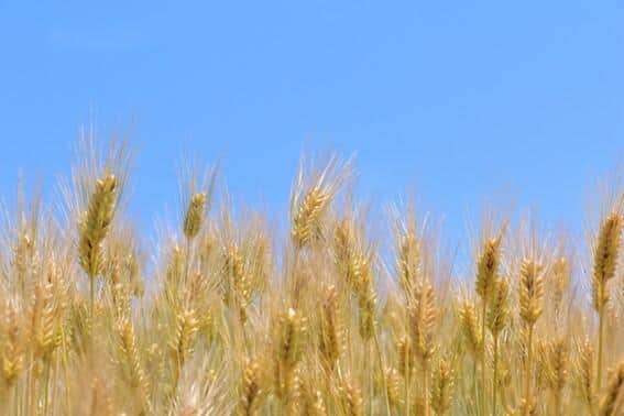 今は賢い人が麦を食う？
