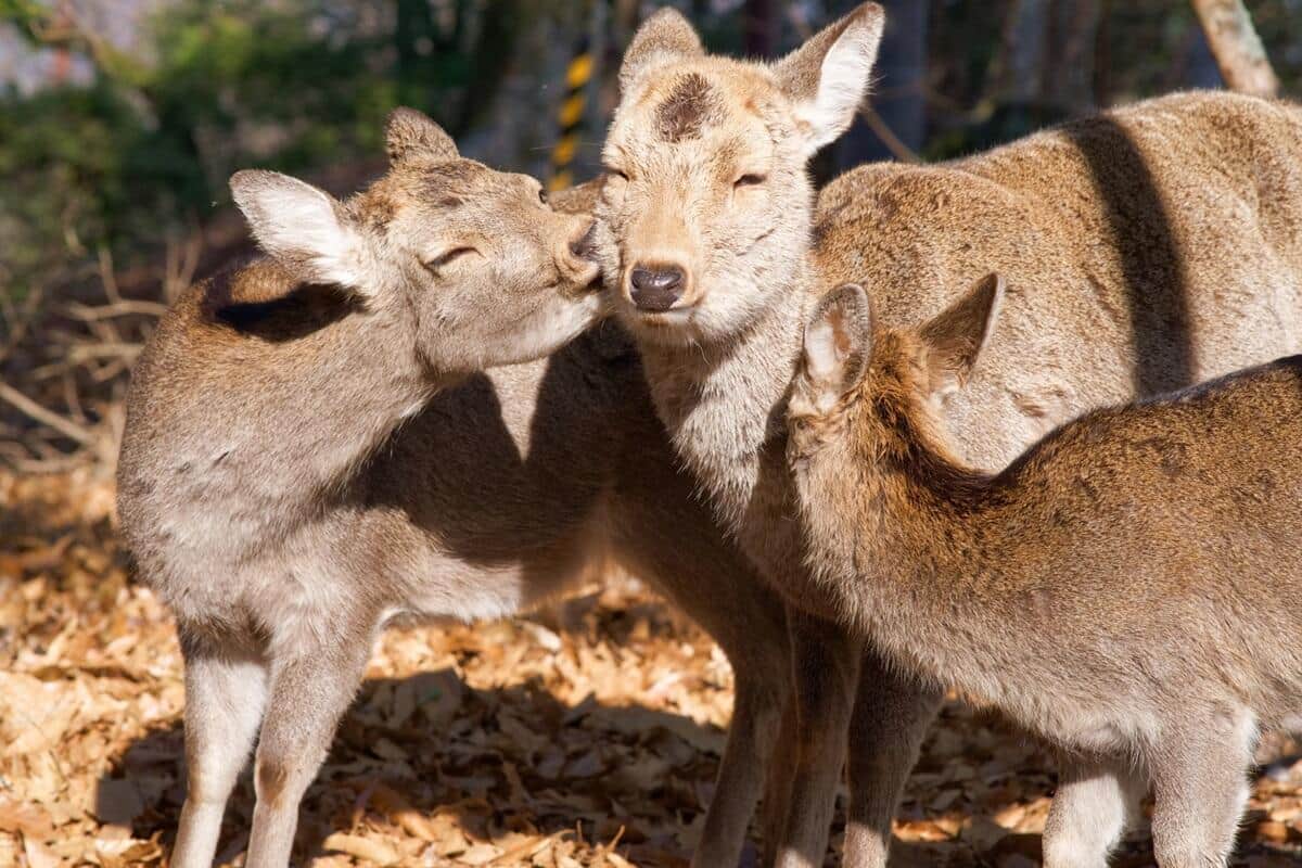 「奈良のシカ」への加害、奈良公園の禁止行為に加わる　蹴ったり叩いたりする動画の拡散受け