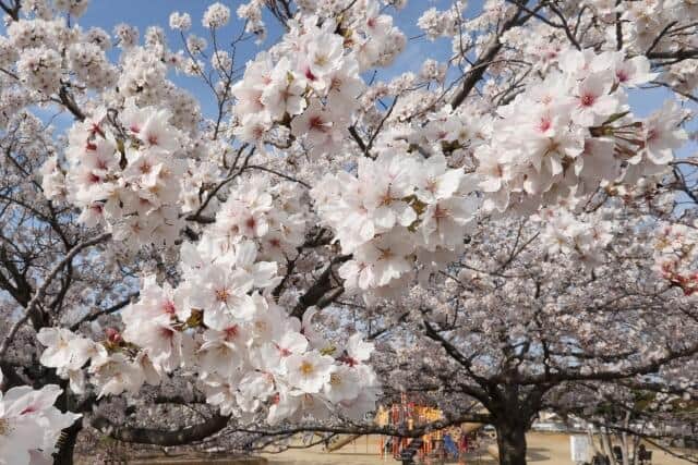 各地で桜が満開の時期に迷惑行為とは