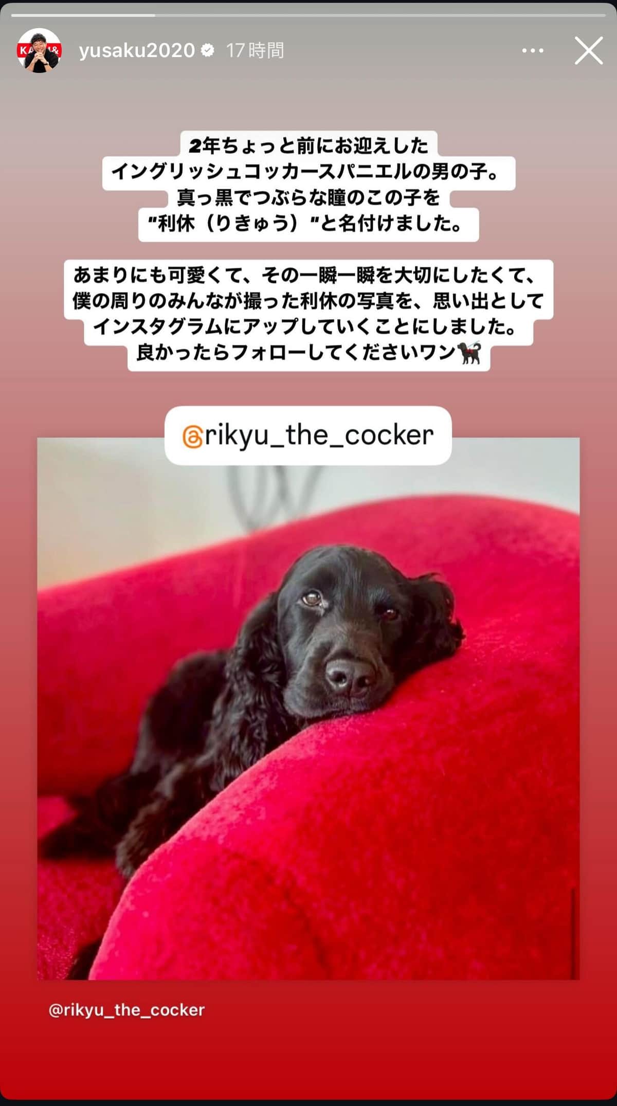 前澤友作さんのインスタストーリーズ。愛犬のアカウント開設の経緯を説明している