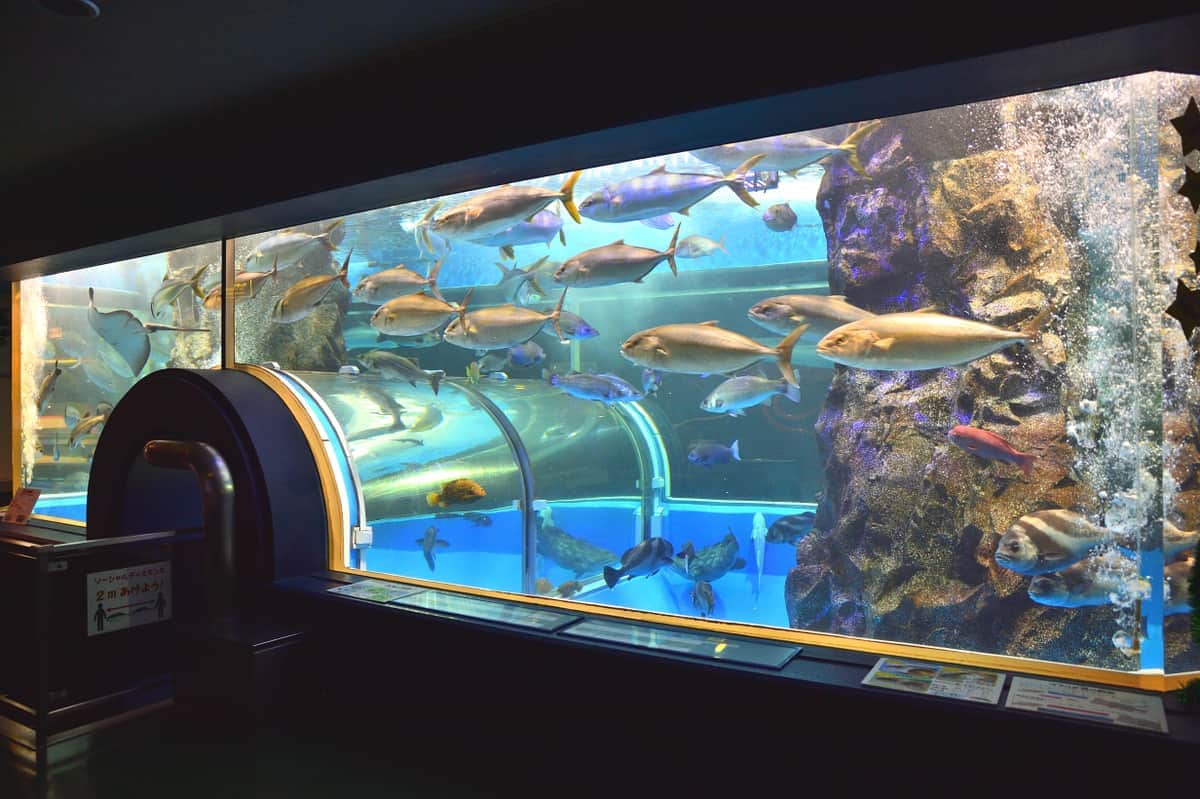 魚なのにダイエット中！「丸太のよう」な「ナガコバン」が話題　実は元野生、水族館が明かすその原因