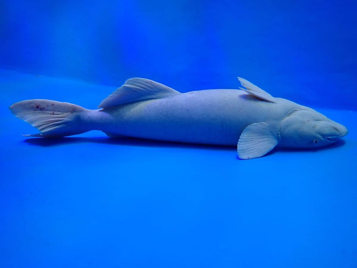 投稿のナガコバン。魚津水族館公式X（＠uozuaquarium）より