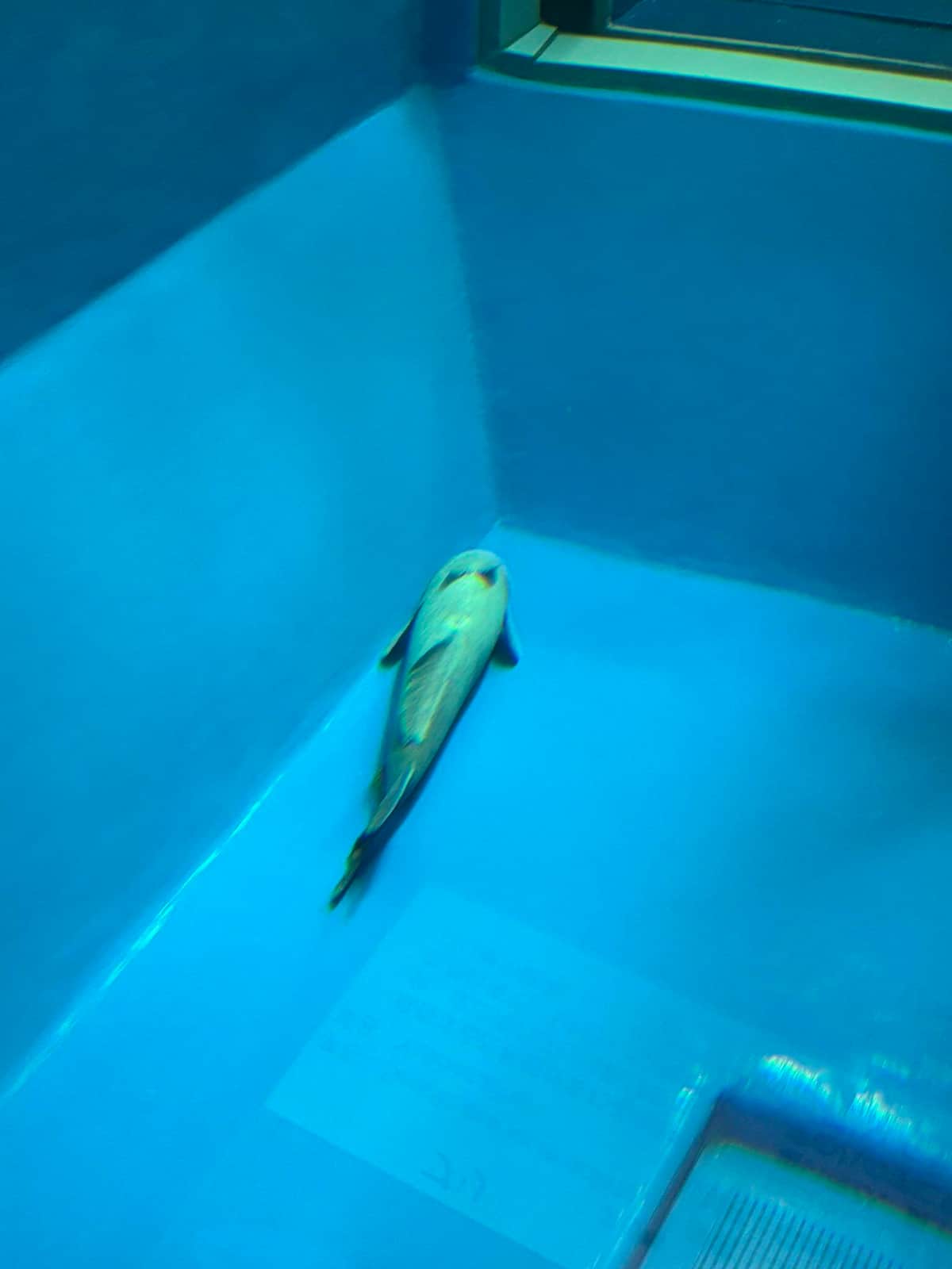 投稿のナガコバン。魚津水族館公式X（＠uozuaquarium）より