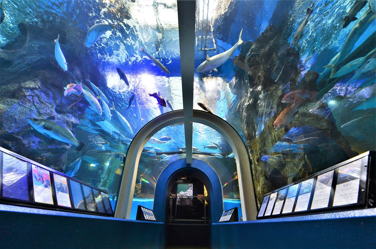 魚津水族館提供