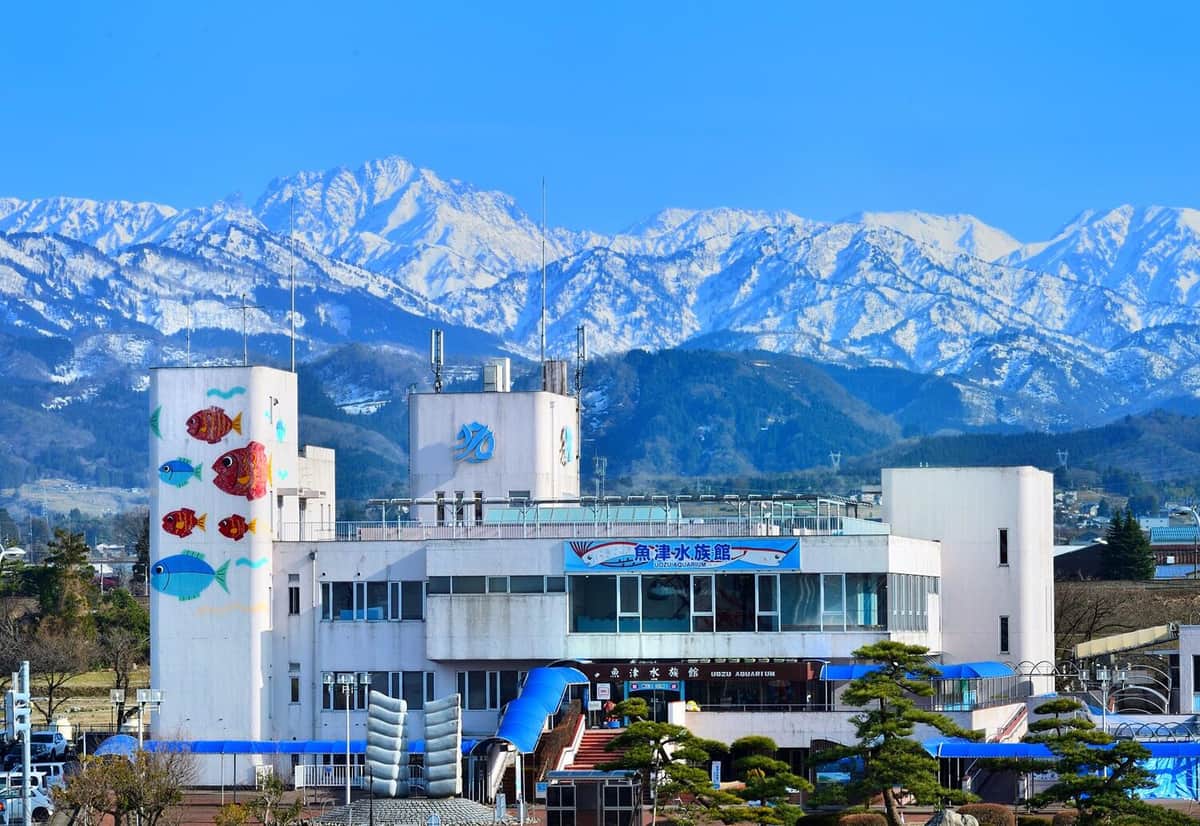 魚津水族館提供
