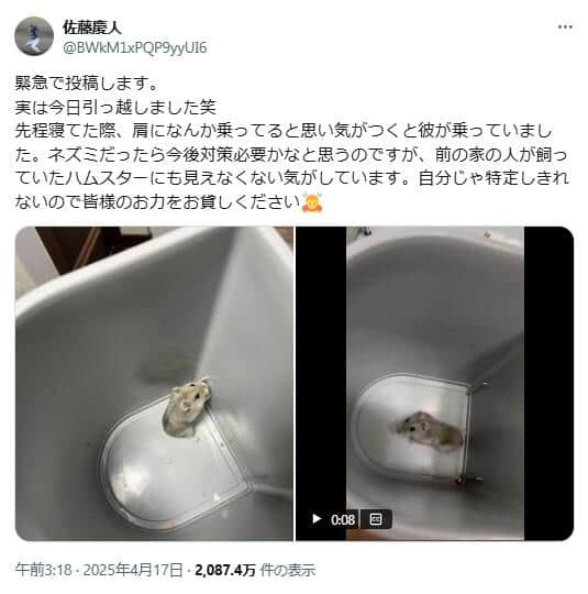 ネズミなのかハムスターなのか（佐藤慶人投手のXから）