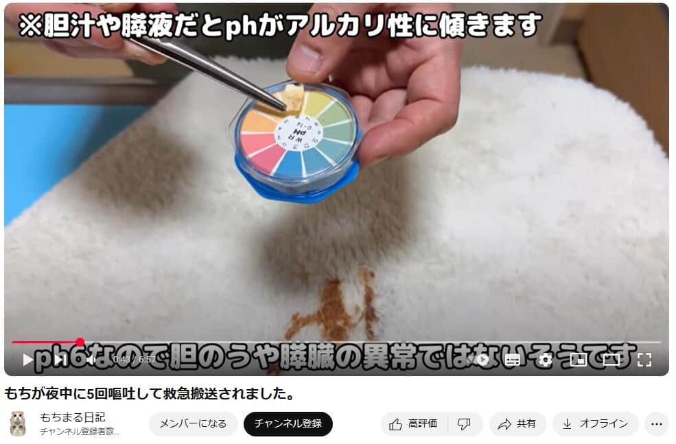 YouTubeチャンネル「もちまる日記」で2025年4月17日に公開された動画より