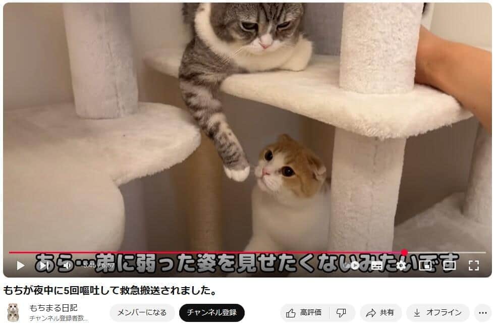 YouTubeチャンネル「もちまる日記」で2025年4月17日に公開された動画より