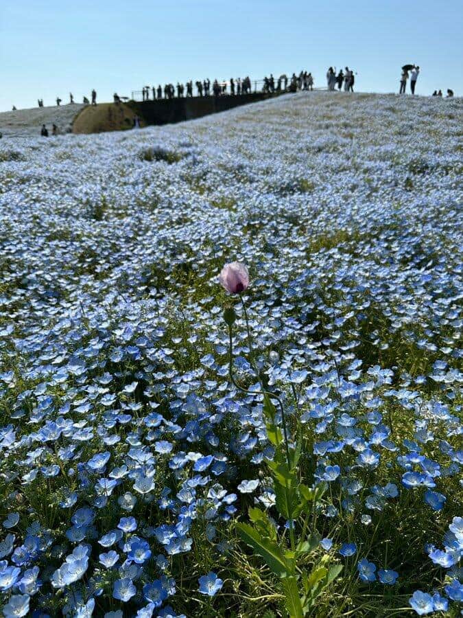 海の中道海浜公園のネモフィラ花畑に疑惑の花が咲いていた。写真提供：Xユーザー・亀井裕介（＠kame___suke）さん
