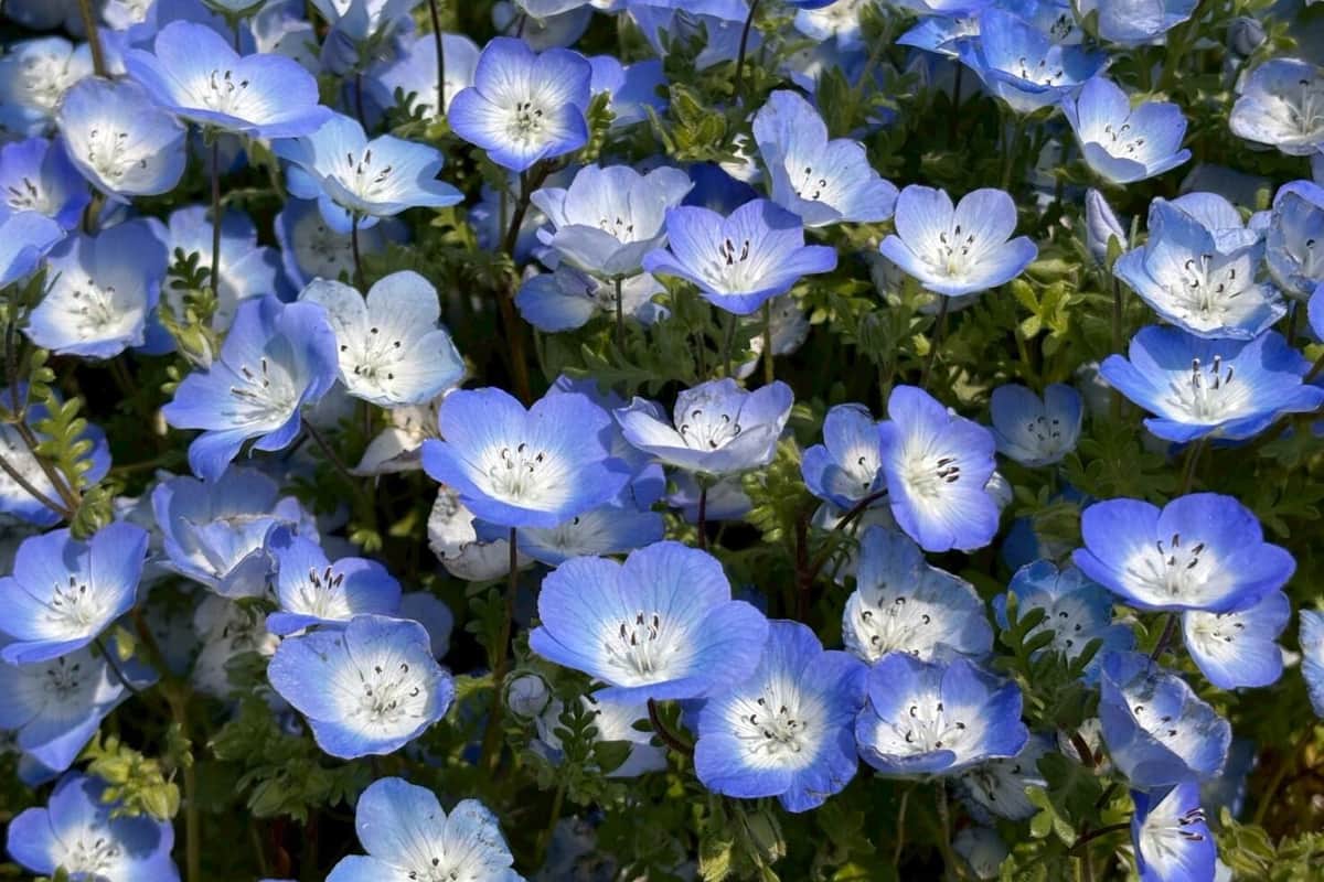海の中道海浜公園（リリースより）
