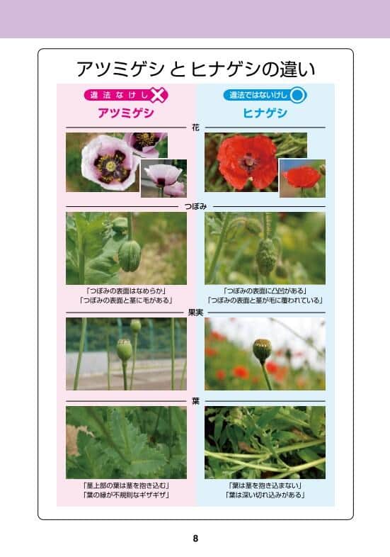 違法なケシの見分け方。厚生労働省の公式サイトより