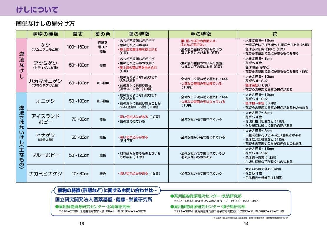 違法なケシの見分け方。厚生労働省の公式サイトより