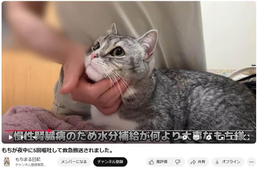 YouTubeチャンネル「もちまる日記」で2025年4月17日に公開された動画より