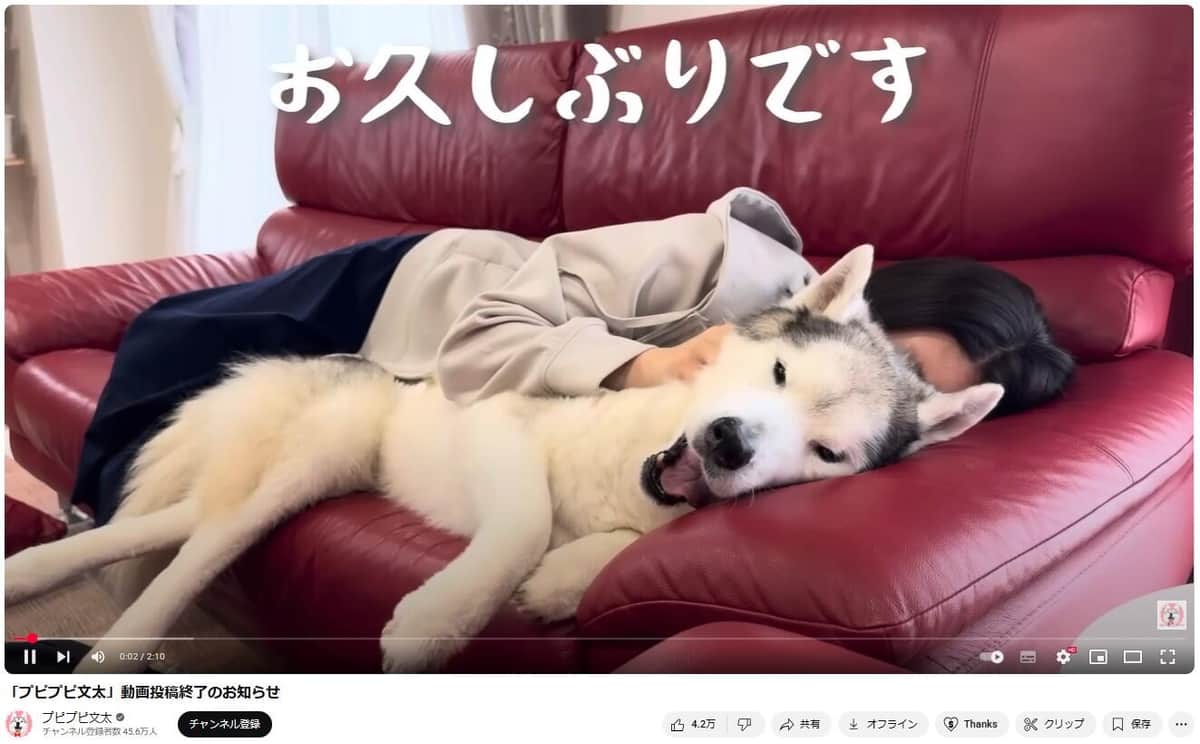 登録者45万人超の愛犬家YouTuberチャンネル、約7年半の活動を終了へ　その理由に「飼い主の鑑」と称賛の声