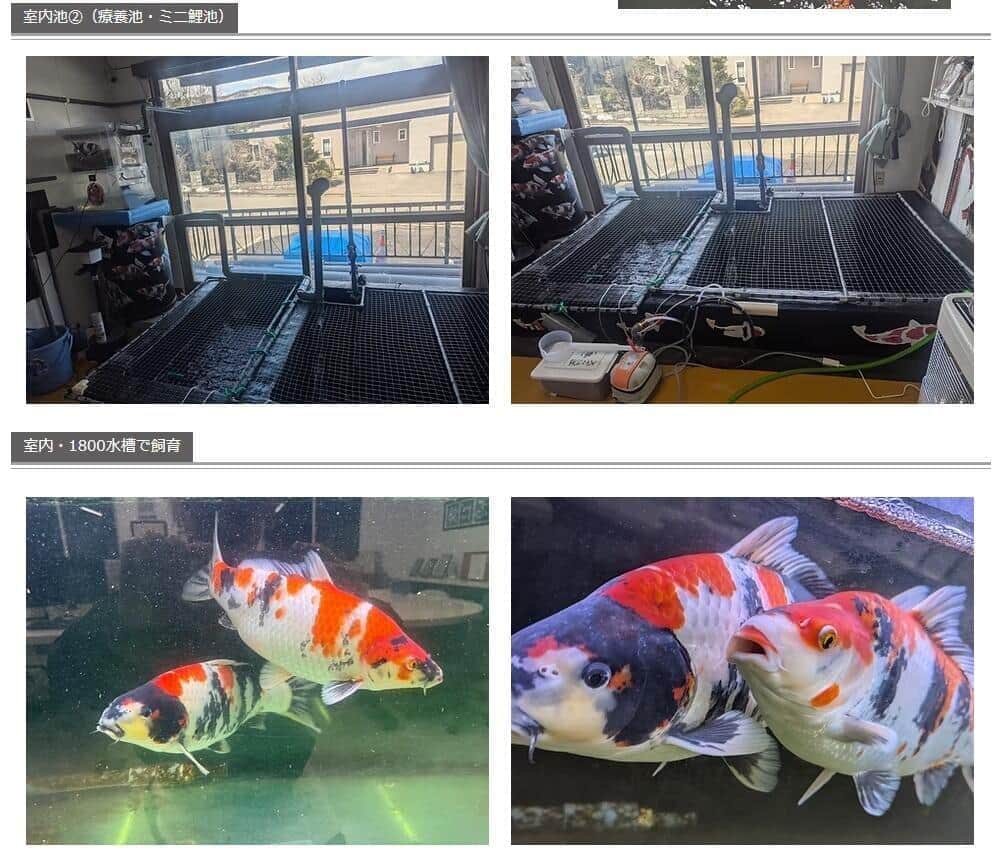 ニシキゴイを飼う水槽（花井組の公式サイトから）