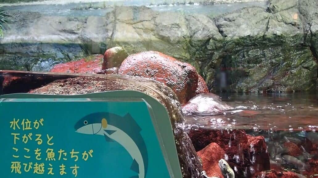 「魚ってこんな飛べるんや！」X絶賛の「遡上」再現展示　姫路市立水族館のこだわりを聞いた