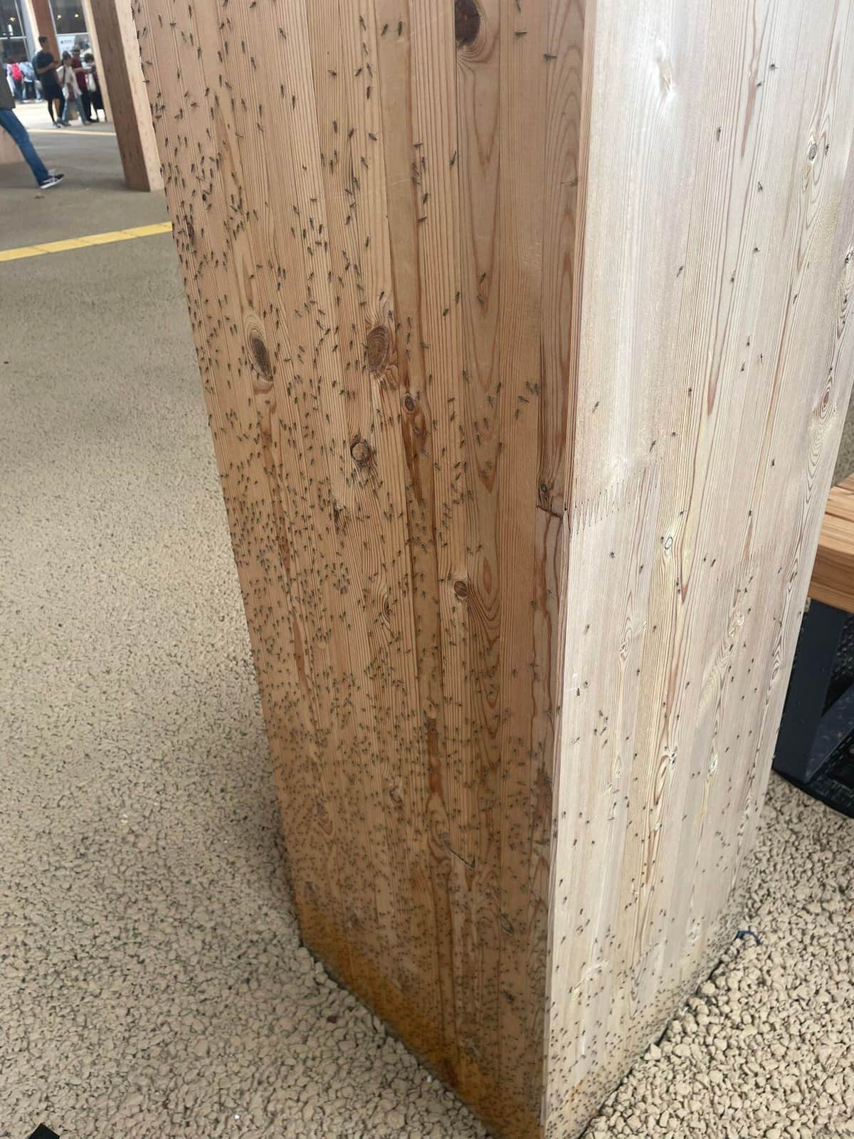 柱に大量の虫が……。Amo / あもさん（＠x_t126）提供、5月17日撮影