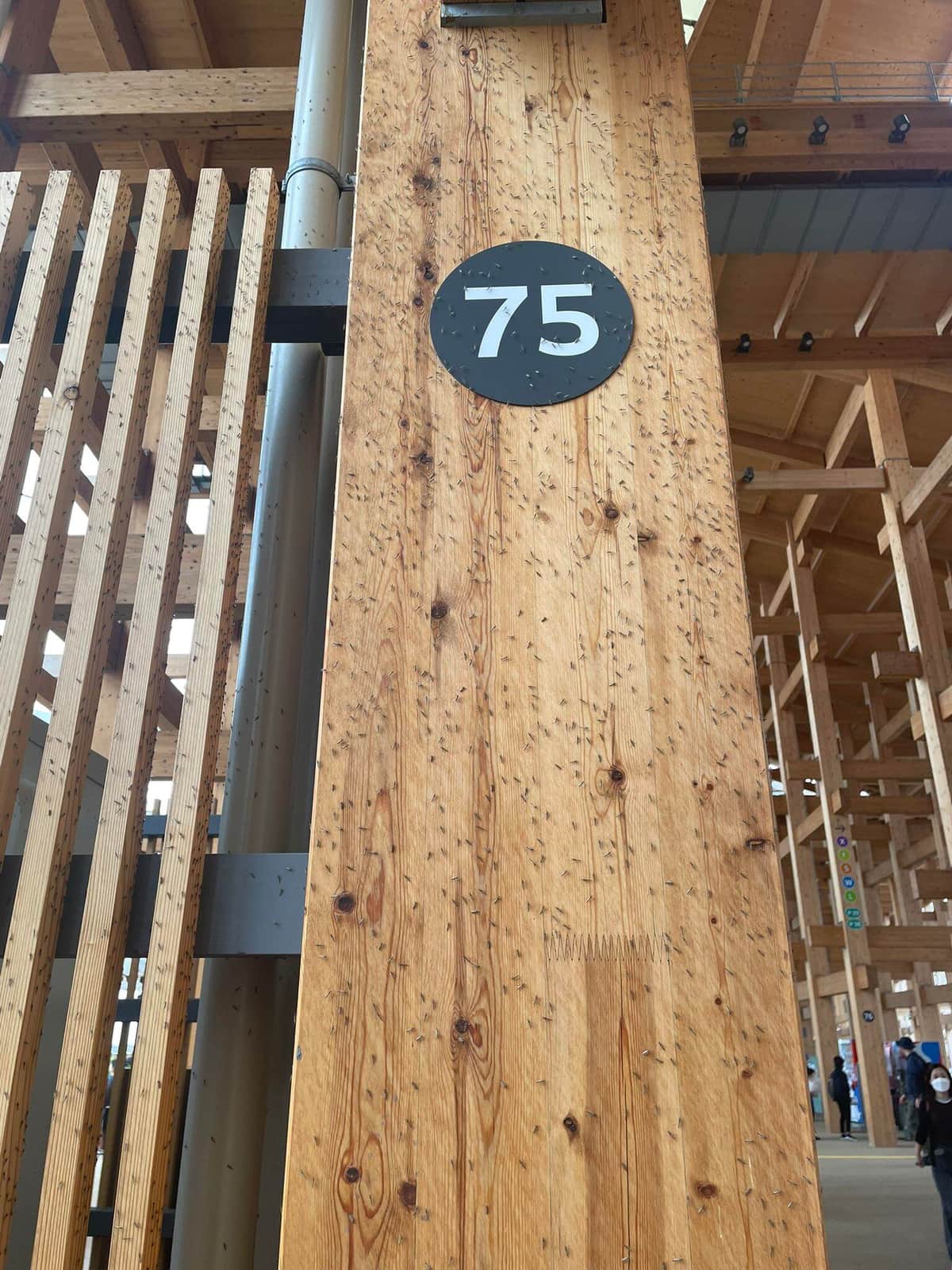 柱に大量の虫が……。Amo / あもさん（＠x_t126）提供、5月17日撮影