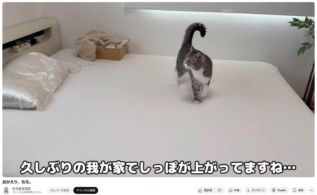 もちまる日記、入院で体重減→服がスカスカ　飼い主「下僕」も1週間で5キロ減