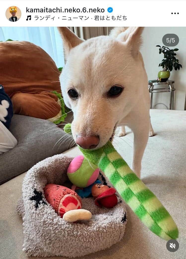 山内健司さんのインスタグラム（＠kamaitachi.neko.6.neko）より