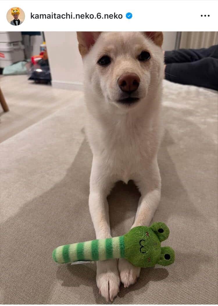 山内健司さんのインスタグラム（＠kamaitachi.neko.6.neko）より