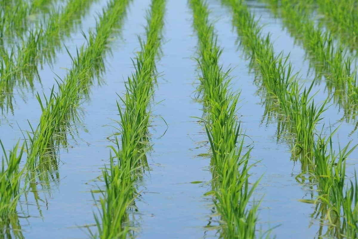 コメの値段はなぜ下がらないのか（写真はイメージ）