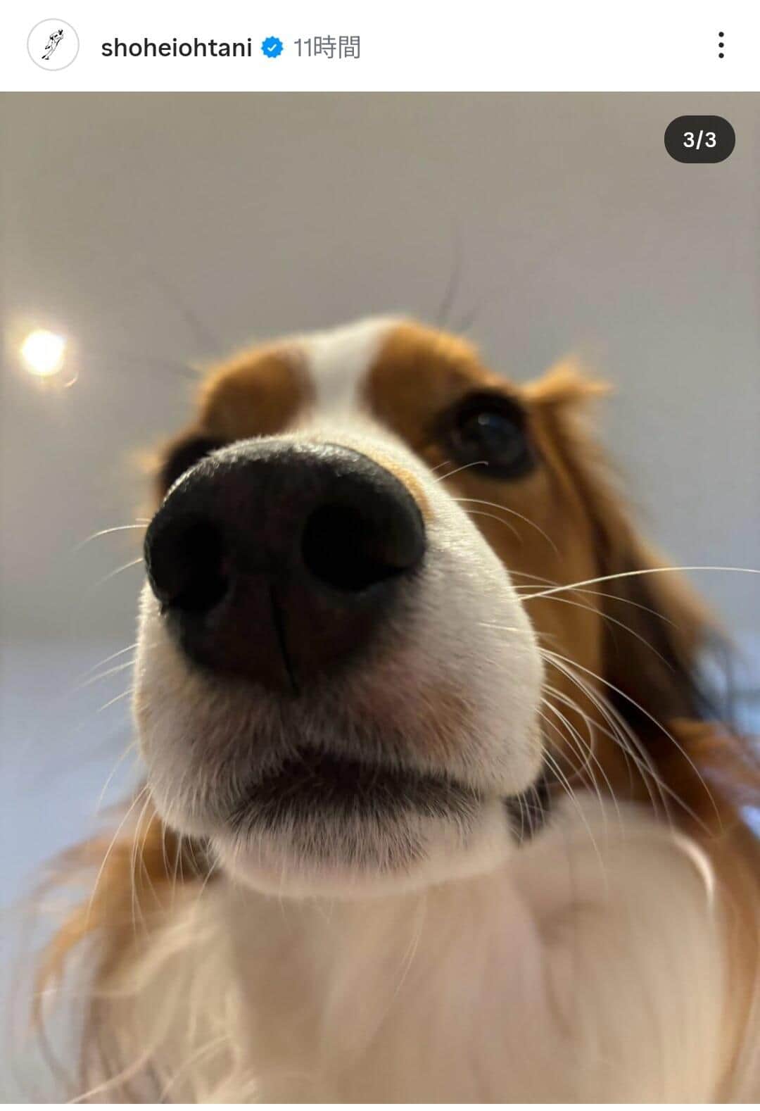 大谷翔平選手のインスタグラム（＠shoheiohtani）より