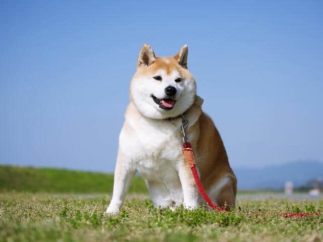 愛犬の暑さ対策を考える季節に（写真はイメージ）