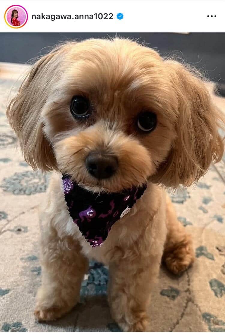 中川安奈さんのインスタグラム（＠nakagawa.anna1022）より