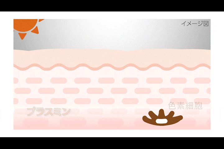 トラネキサム酸を内服するとプラスミンが抑えられ、しみの一種である肝斑（かんぱん）の改善に関与する