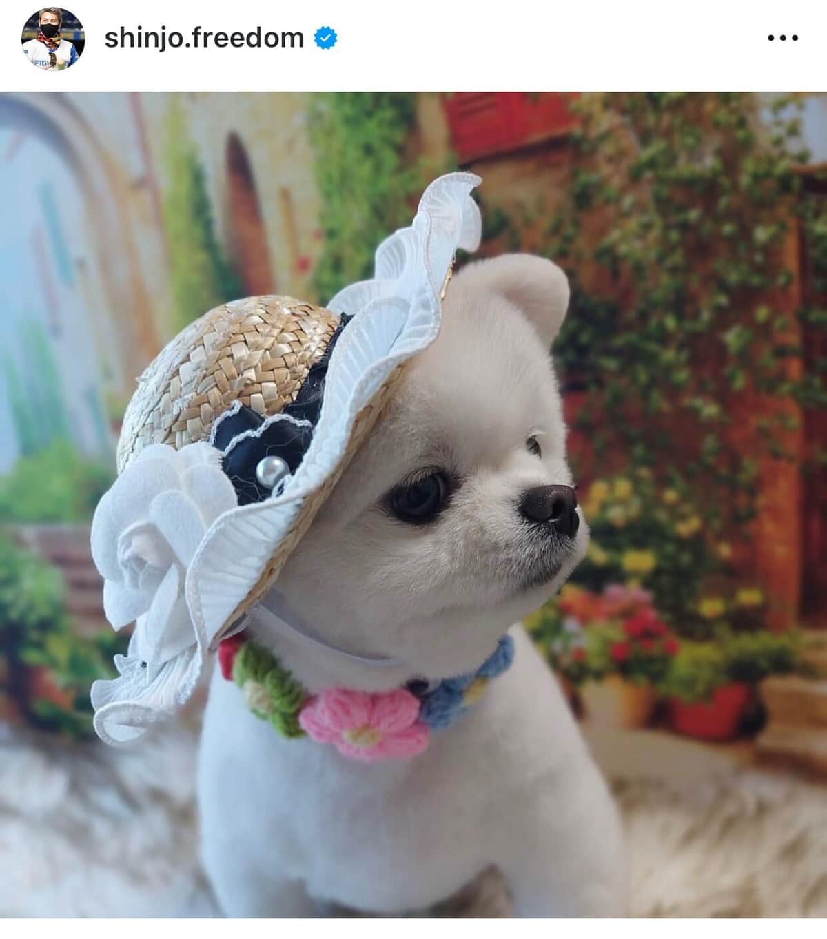 新庄監督の愛犬ヲォルク（新庄監督のインスタグラムより）