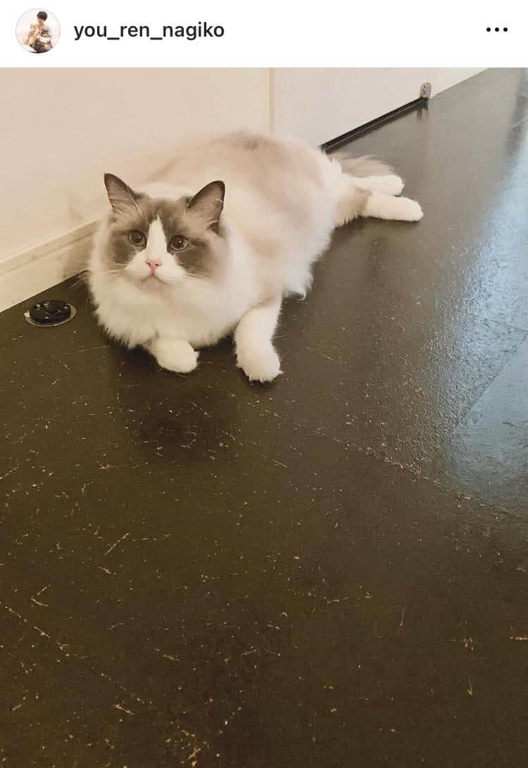 遠野なぎこさんの愛猫・愁くん、無事が確認される...「元気とのことです」友人作家明かす