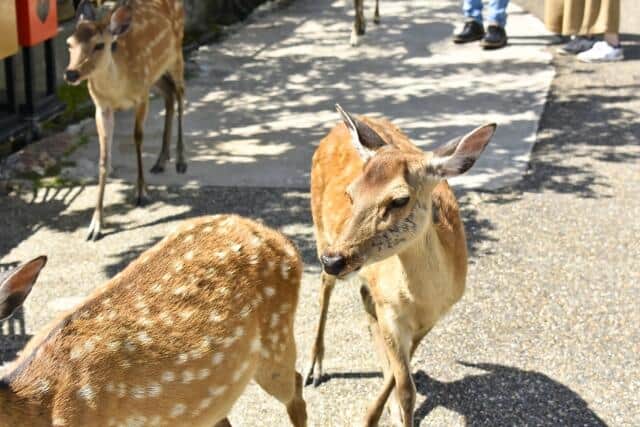 へずまさんは奈良公園の「鹿パトロール活動」に取り組む（写真はイメージ）