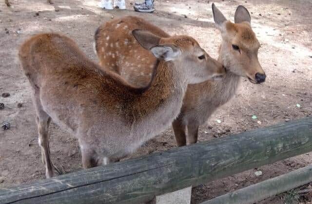 へずまさんは奈良公園の「鹿パトロール活動」に取り組む（写真はイメージ）