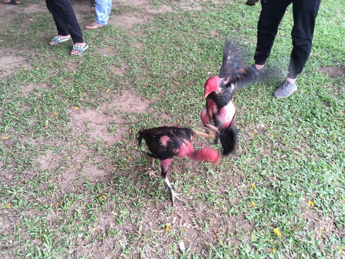 「闘鶏」は動物虐待、愛護団体が禁止訴え　沖縄県は慎重姿勢「実態把握できていない」